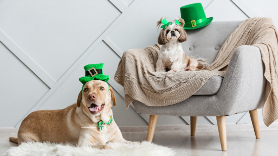 Chat et chien St-Patrick